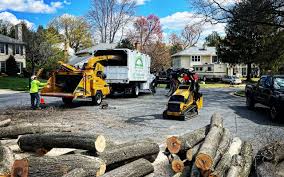 Best Stump Grinding and Removal  in Greensboro, AL