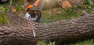 Best Commercial Tree Services  in Greensboro, AL