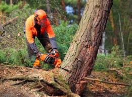  Greensboro, AL Tree Services Pros