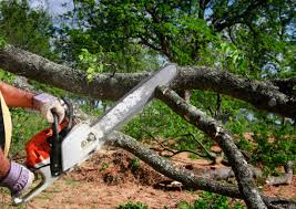 Best Lot and Land Clearing  in Greensboro, AL