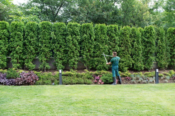 Best Lawn Maintenance Plans  in Greensboro, AL