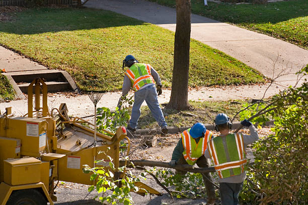 Why Choose Our Tree Removal Services in Greensboro, AL?