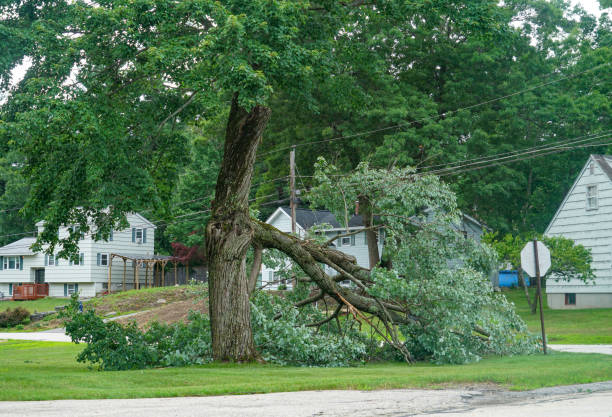 Best Seasonal Cleanup (Spring/Fall)  in Greensboro, AL