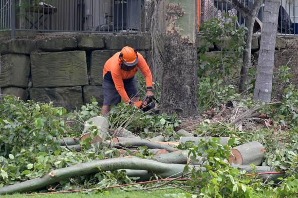 Professional Tree Services in Greensboro, AL